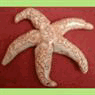 A34 Starfish.gif